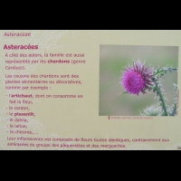Famille Asteracees ou Asteraceae (txt)